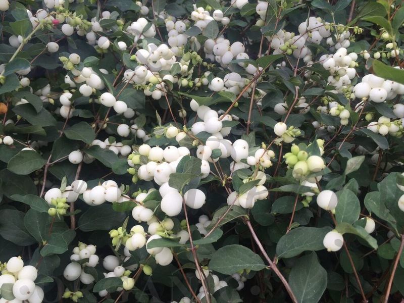 Снежноягодник доренбоза   Вайт Хедж (С 3) Снежноягодник доренбоза   Вайт Хедж (С 3)