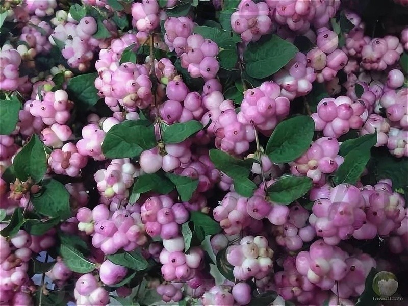 Снежноягодник округлый   Мэджикал Берри Крисмас (С 3) Снежноягодник округлый   Мэджикал Берри Крисмас (С 3)