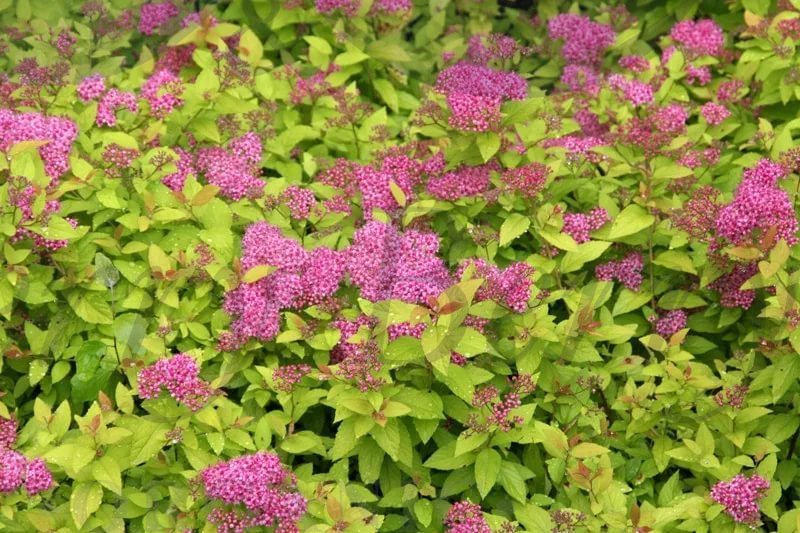 Спирея японская Голден Принцесс (С 3) Спирея японская Голден Принцесс (С 3)