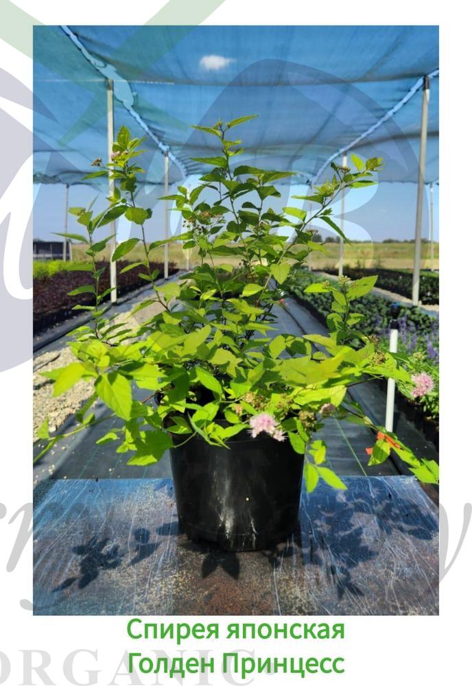 Спирея японская Голден Принцесс (С 3) Спирея японская Голден Принцесс (С 3)