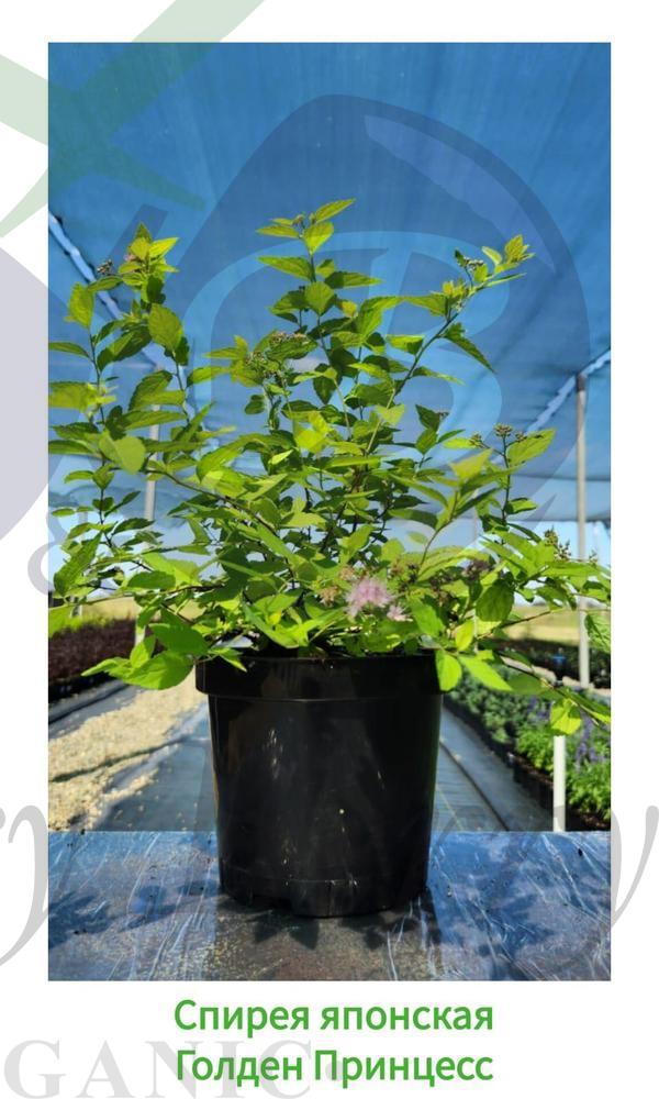 Спирея японская Голден Принцесс (С 3) Спирея японская Голден Принцесс (С 3)