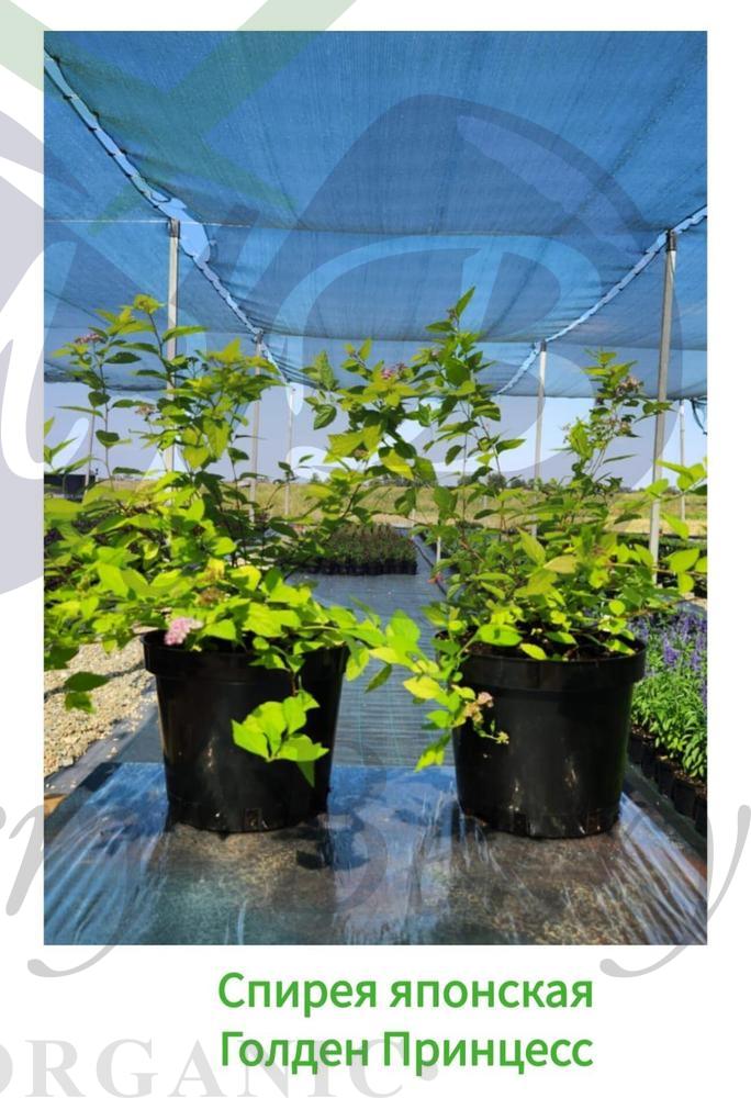 Спирея японская Голден Принцесс (С 3) Спирея японская Голден Принцесс (С 3)