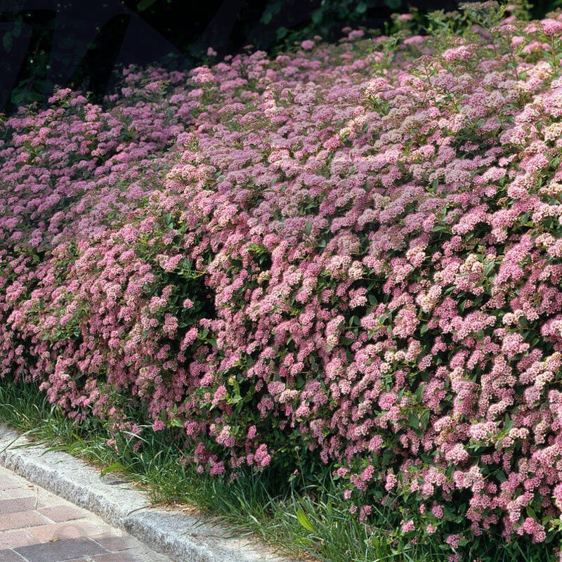 Спирея японская Литл Принцесс (С 3) Спирея японская Литл Принцесс (С 3)