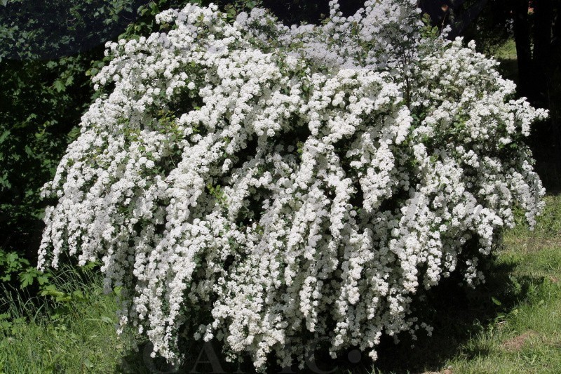 Спирея серая Грефшейм (С 3) Спирея серая Грефшейм (С 3)