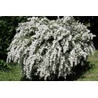 Спирея серая Грефшейм (С 3)