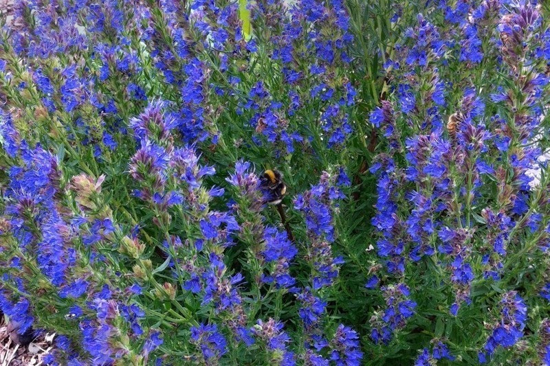 Иссоп лекарственный Блюз (С 1,5) Иссоп лекарственный Блюз (С 1,5)