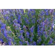 Иссоп лекарственный Блюз (С 1,5)