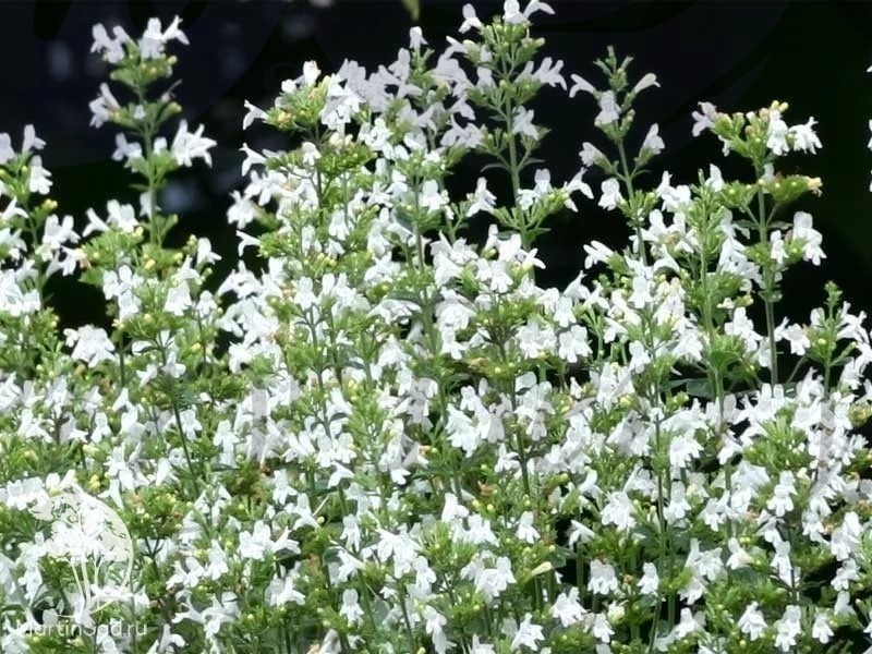 Душевик котовниковый Вайт Клоуд (С 3) Душевик котовниковый Вайт Клоуд (С 3)