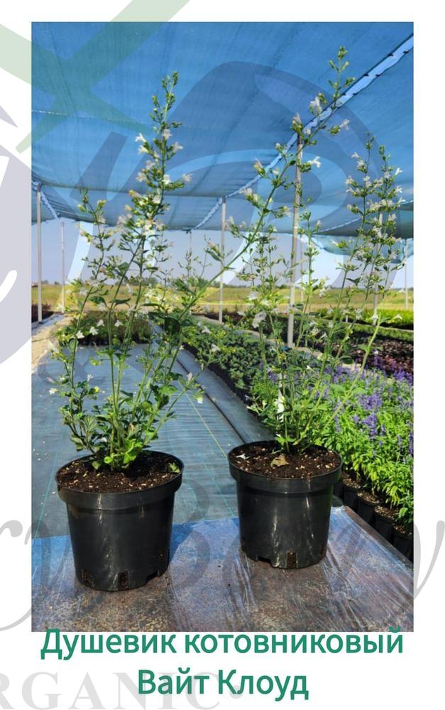 Душевик котовниковый Вайт Клоуд (С 3) Душевик котовниковый Вайт Клоуд (С 3)