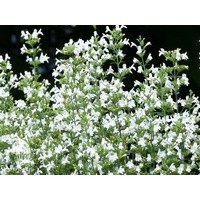 Душевик котовниковый Вайт Клоуд (С 3)