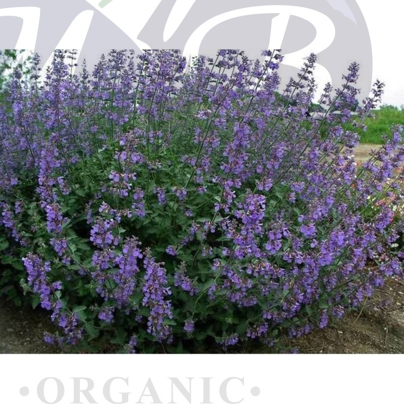 Котовник Сикс Хиллс Гиант (С 1,5) Котовник Сикс Хиллс Гиант (С 1,5)