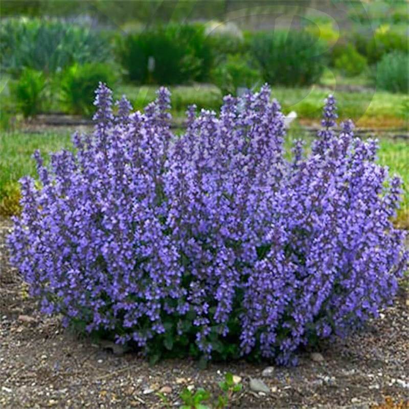 Котовник Сикс Хиллс Гиант Голд (С 1,5) Котовник Сикс Хиллс Гиант Голд (С 1,5)