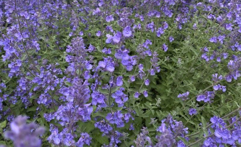 Котовник Фассена Блю Вандер (С 1,5) Котовник Фассена Блю Вандер (С 1,5)