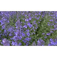 Котовник Фассена Блю Вандер (С 1,5)