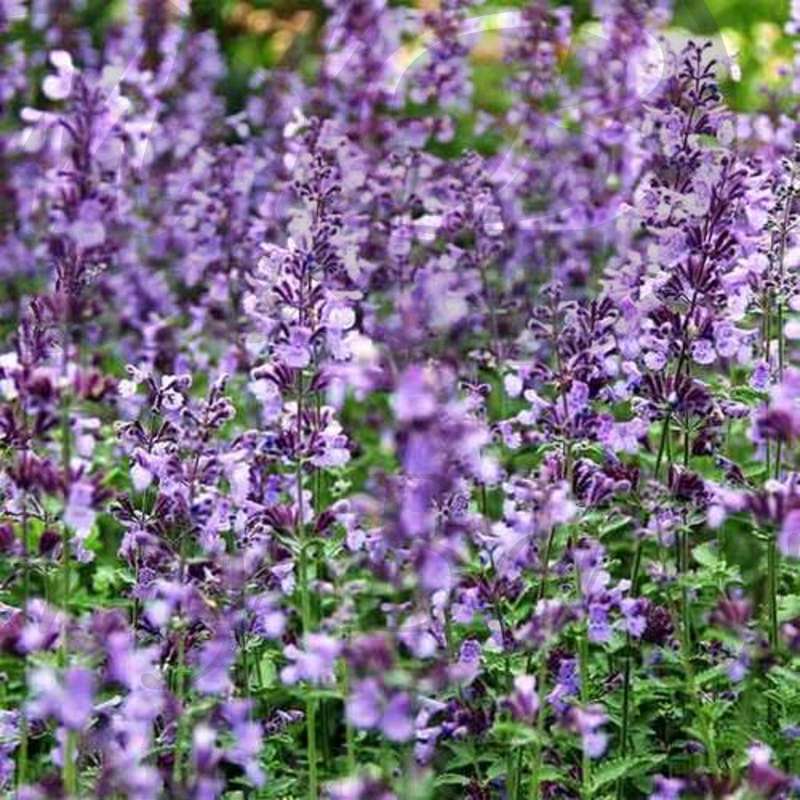 Котовник Фассена Джуниор Уолкер ( 1,5) Котовник Фассена Джуниор Уолкер ( 1,5)