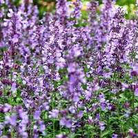 Котовник Фассена Джуниор Уолкер ( 1,5)