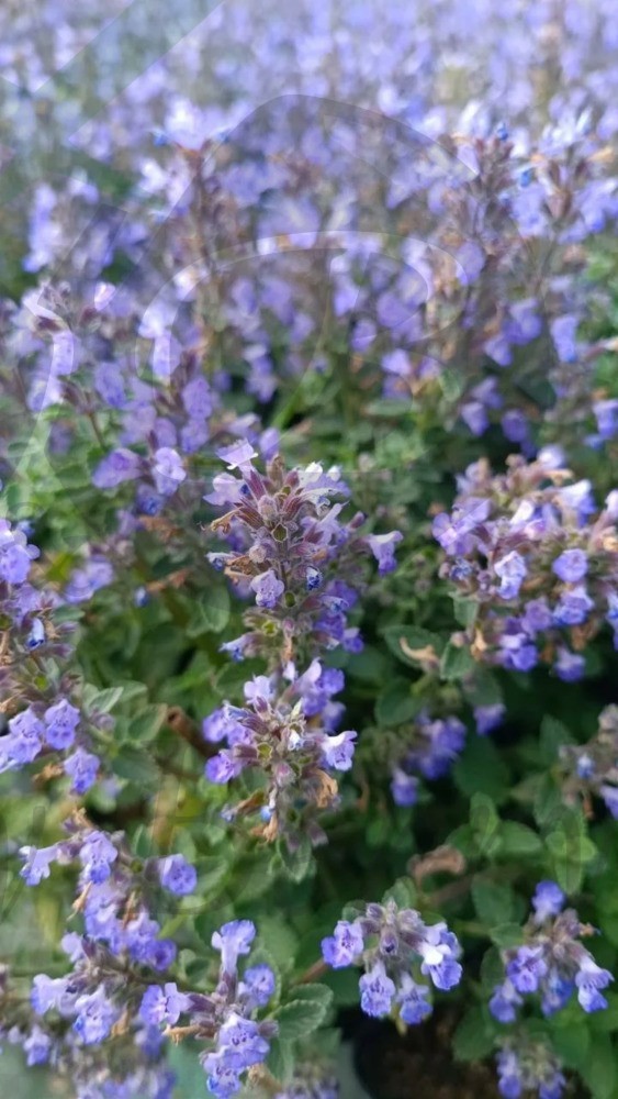 Котовник Фассена Пурсиан Блю (С 1,5) Котовник Фассена Пурсиан Блю (С 1,5)