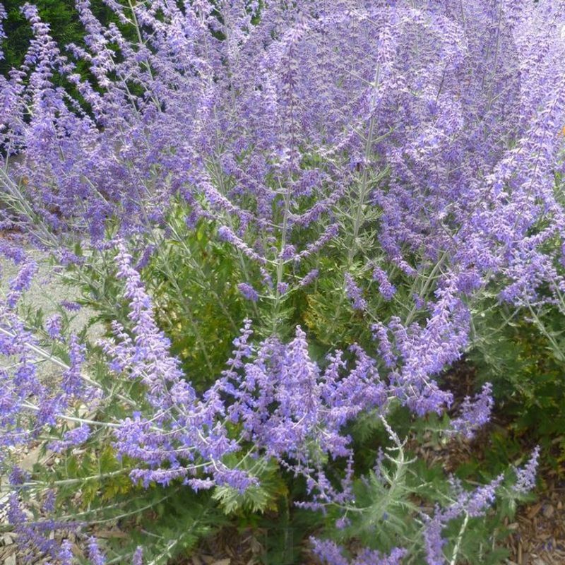 Перовския лебедолистная Блю Стил (С 3) Перовския лебедолистная Блю Стил (С 3)