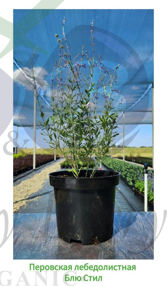Перовския лебедолистная Блю Стил (С 3) Перовския лебедолистная Блю Стил (С 3)