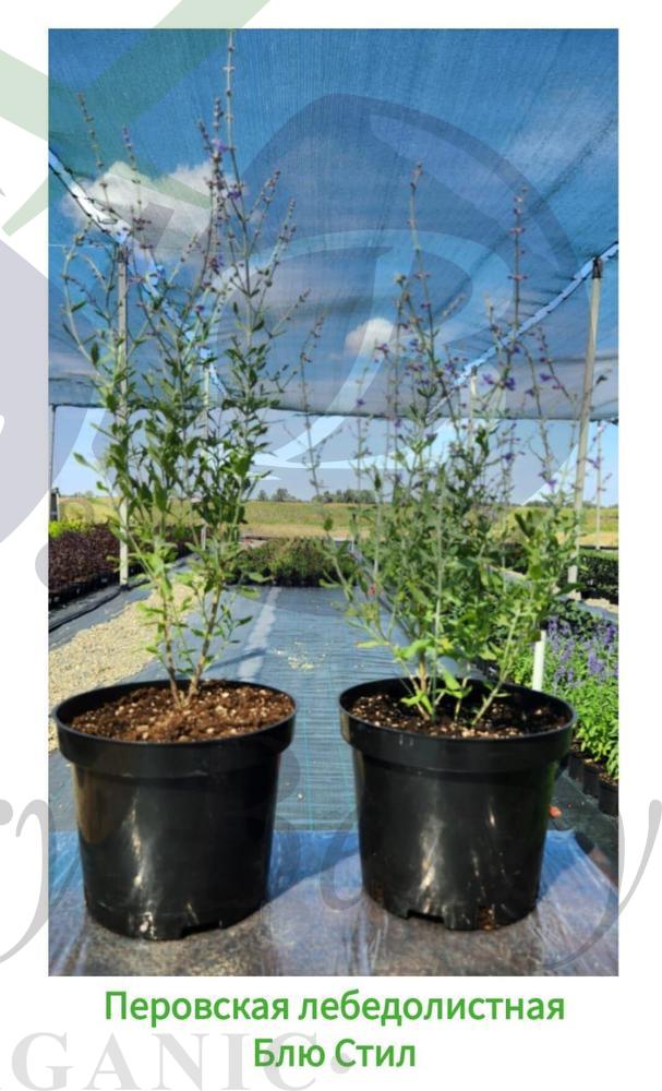 Перовския лебедолистная Блю Стил (С 3) Перовския лебедолистная Блю Стил (С 3)