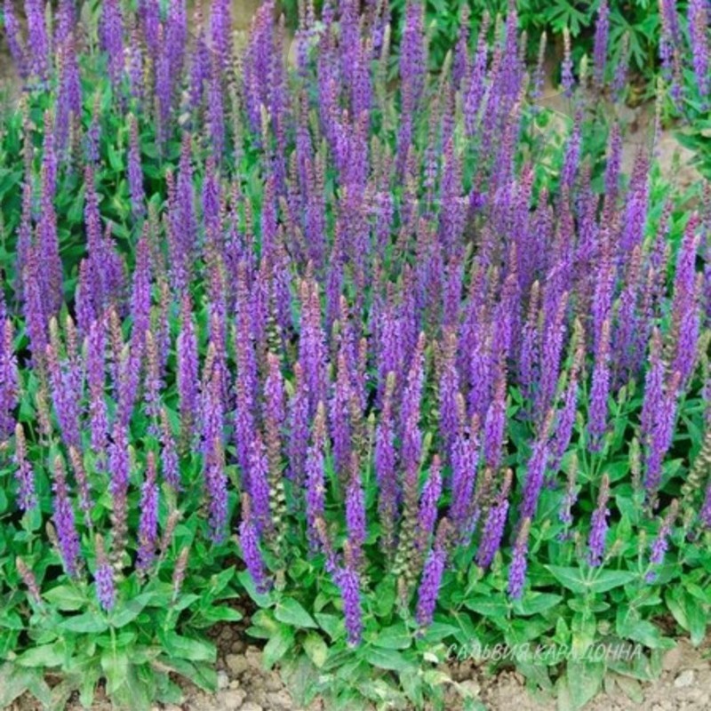 Шалфей дубравный Карадонна Компакт (С 1,5) Шалфей дубравный Карадонна Компакт (С 1,5)