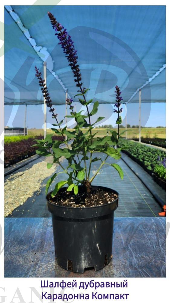 Шалфей дубравный Карадонна Компакт (С 1,5) Шалфей дубравный Карадонна Компакт (С 1,5)