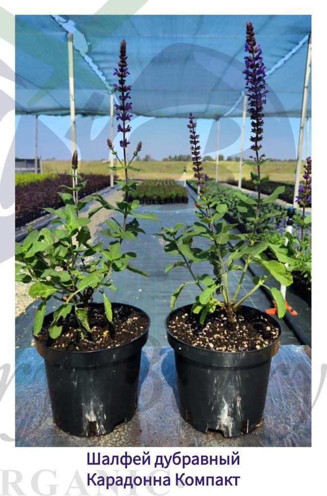 Шалфей дубравный Карадонна Компакт (С 1,5) Шалфей дубравный Карадонна Компакт (С 1,5)