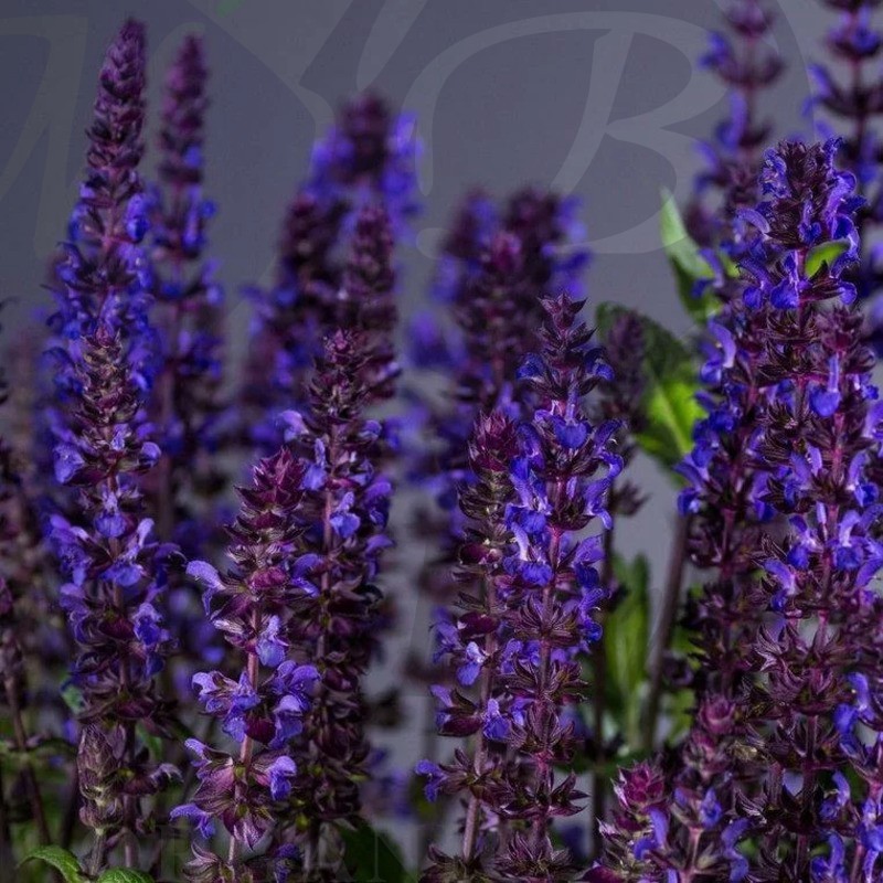 Шалфей дубравный Нью Дименшн Блю (С 1,5) Шалфей дубравный Нью Дименшн Блю (С 1,5)