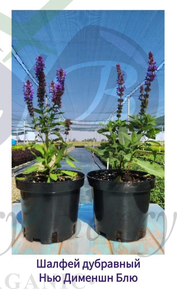 Шалфей дубравный Нью Дименшн Блю (С 1,5) Шалфей дубравный Нью Дименшн Блю (С 1,5)