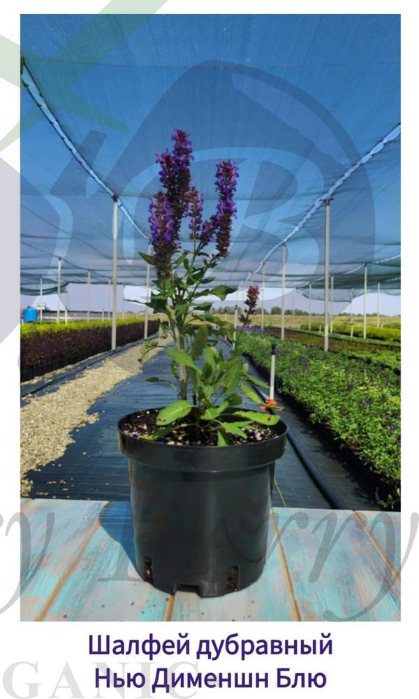 Шалфей дубравный Нью Дименшн Блю (С 1,5) Шалфей дубравный Нью Дименшн Блю (С 1,5)