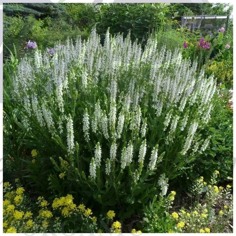 Шалфей дубравный Шнеехюгель (С 1,5) Шалфей дубравный Шнеехюгель (С 1,5)