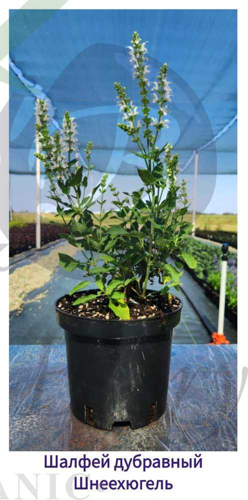 Шалфей дубравный Шнеехюгель (С 1,5) Шалфей дубравный Шнеехюгель (С 1,5)