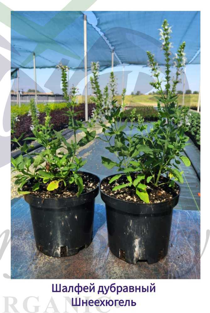 Шалфей дубравный Шнеехюгель (С 1,5) Шалфей дубравный Шнеехюгель (С 1,5)