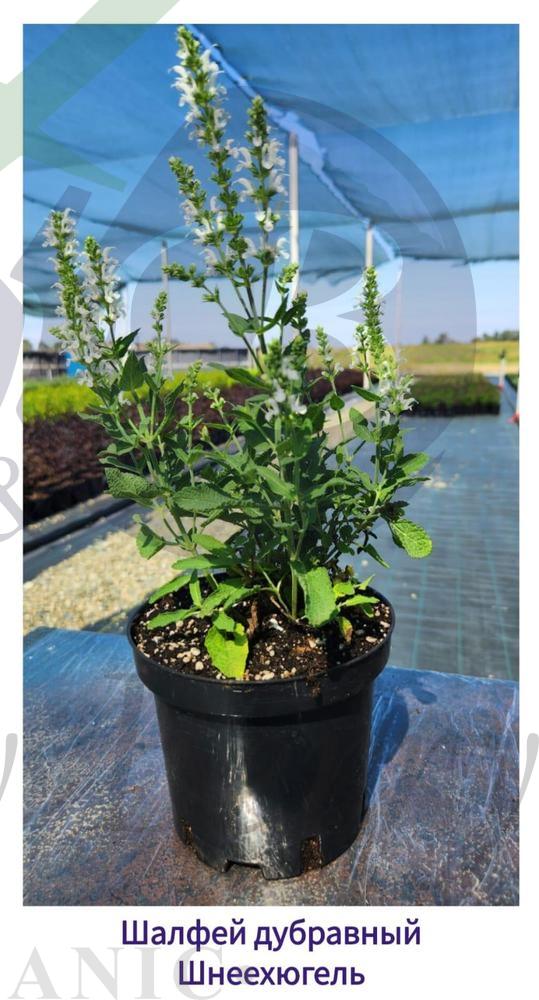 Шалфей дубравный Шнеехюгель (С 1,5) Шалфей дубравный Шнеехюгель (С 1,5)