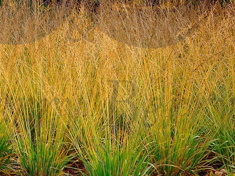 Молиния голубая Хайдебраут (Р9)