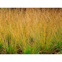 Молиния голубая Хайдебраут (Р9)