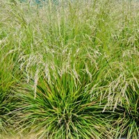 Щучка дернистая Голдтау (С 1,5)