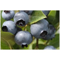 Дюк * 3 года (С5)