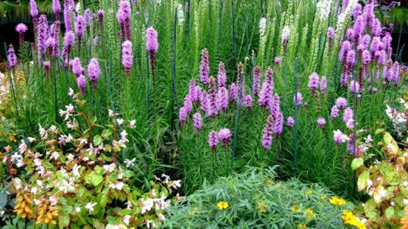 Многолетние цветы